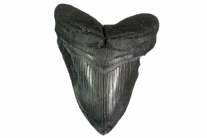 Fossil Megalodon Tooth - Georgia #151527